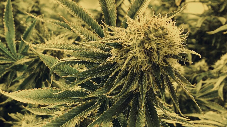 Qualité du cannabis : entre THC et terpènes | Radio-Canada.ca