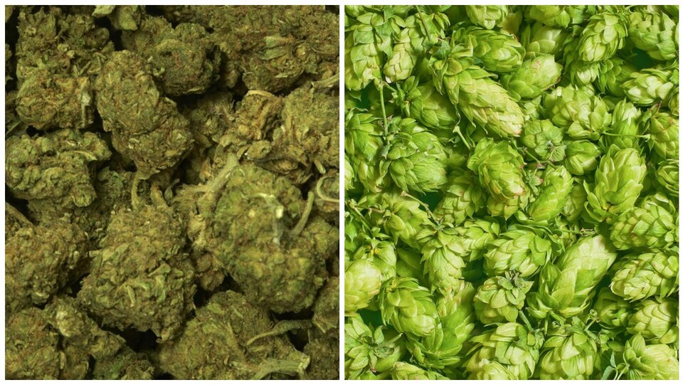 De la marijuana à gauche, et du houblon à droite