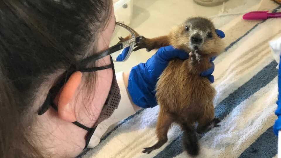 Une femme tient une petite marmotte dans ses mains.