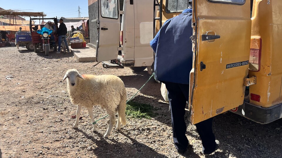 maroc-skoura-souk-camionnette-mouton