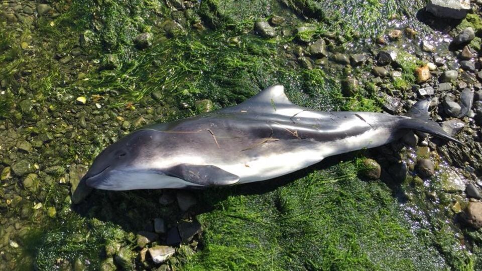 Un marsouin a été trouvé sur la plage de Sainte-Luce-sur-Mer.