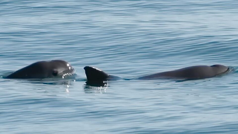 Deux marsouins du Pacifique nagent dans les eaux du golfe de Californie.