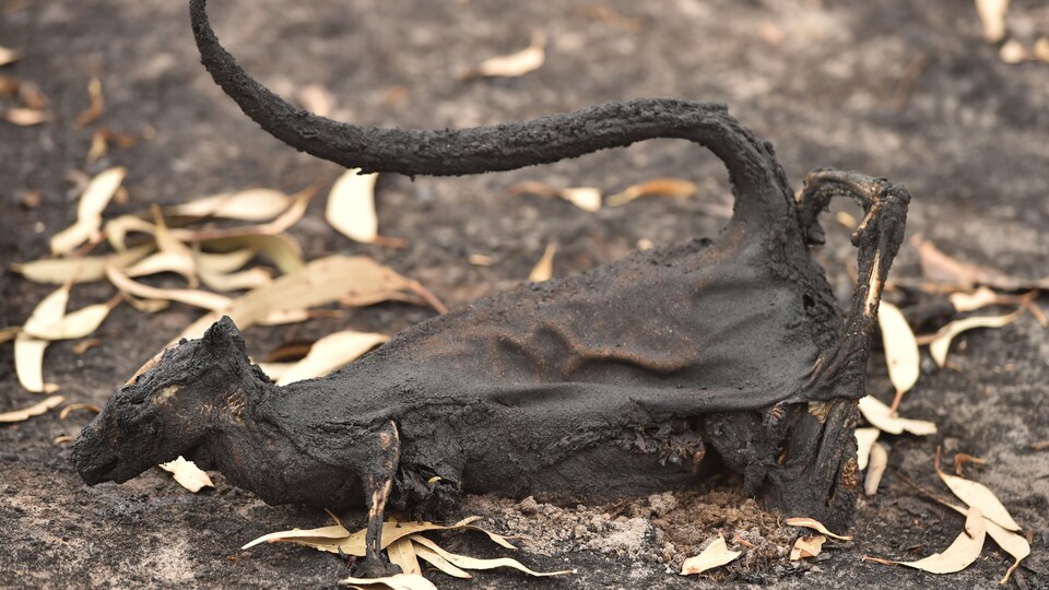Un marsupial mort est vu dans une forêt incendiée en Australie.