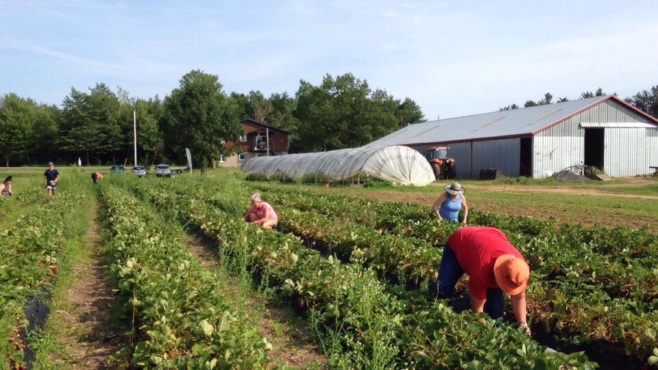 Des cueilleurs dans un champ de fraises