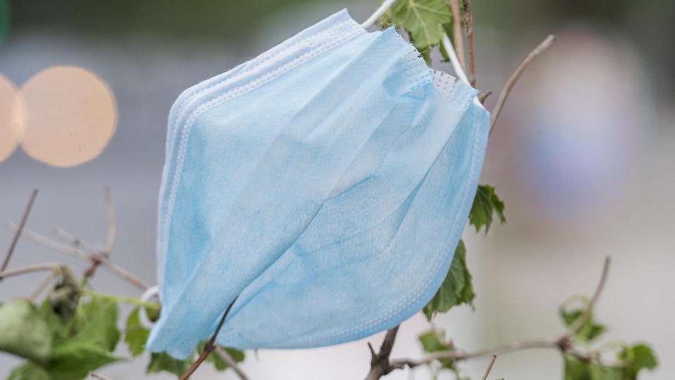 An abandoned surgical mask hangs in the branches of a shrub.