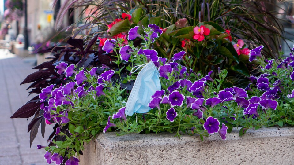 Un masque de procédure abandonnés dans un bac à fleurs de la rue Sparks.