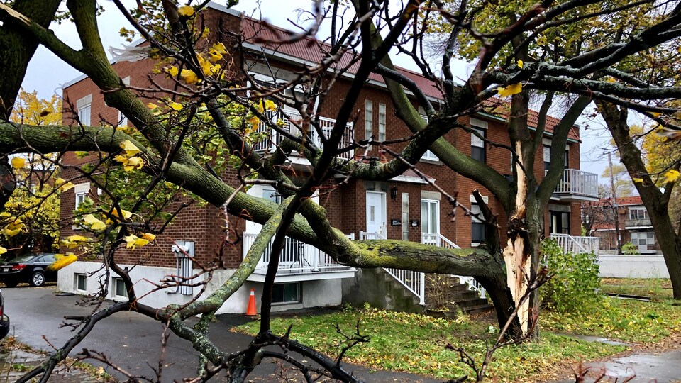 Un grand arbre cassé en deux.
