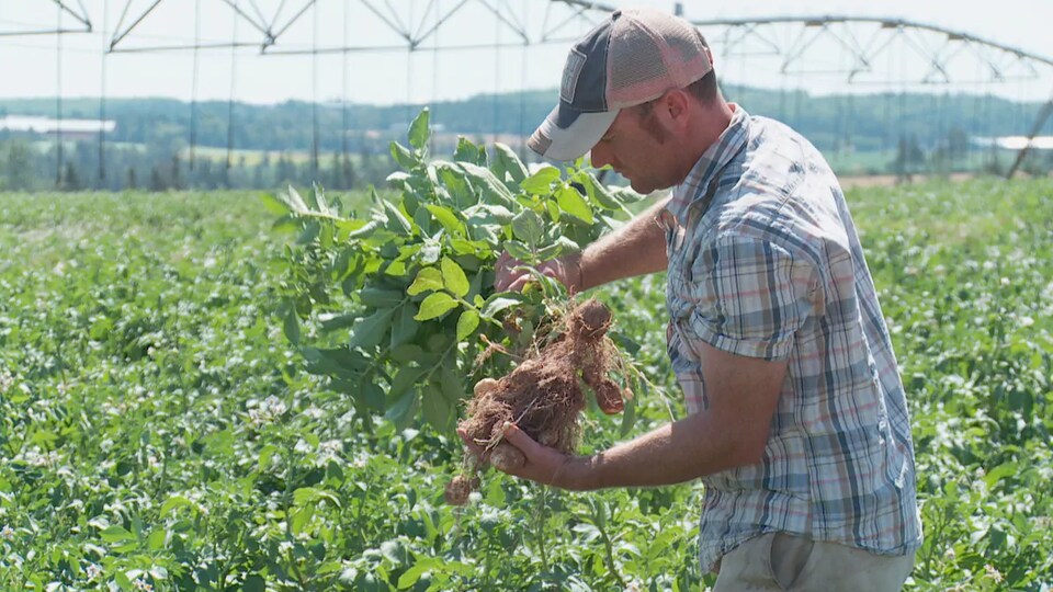 Gordon McKenna examine un plant de pommes de terre dans un champ.