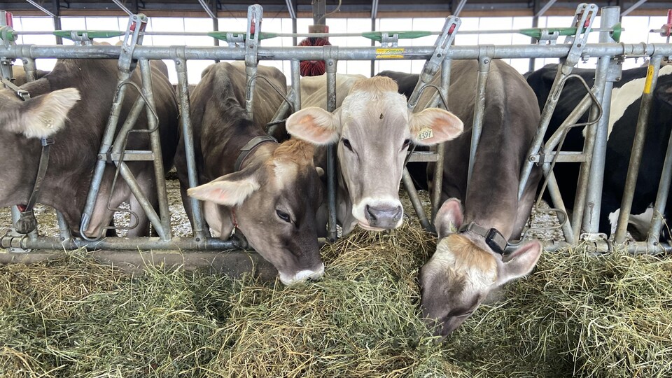 Vache Quebec Médard est l’un des rares fabricants de mozzarella di bufala au Québec