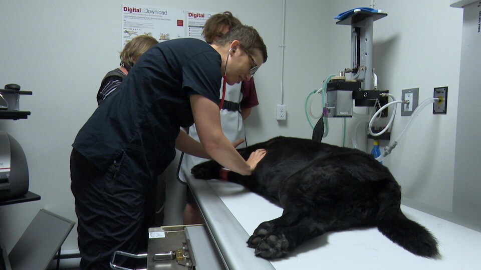 Une vétérinaire examine un chien