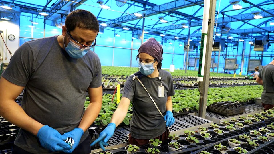Des techniciens masqués s'occupent de plantes dans une serre. 
