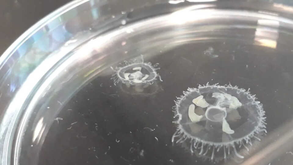 Deux petites méduses dans l'eau, sur une petite plaquette.