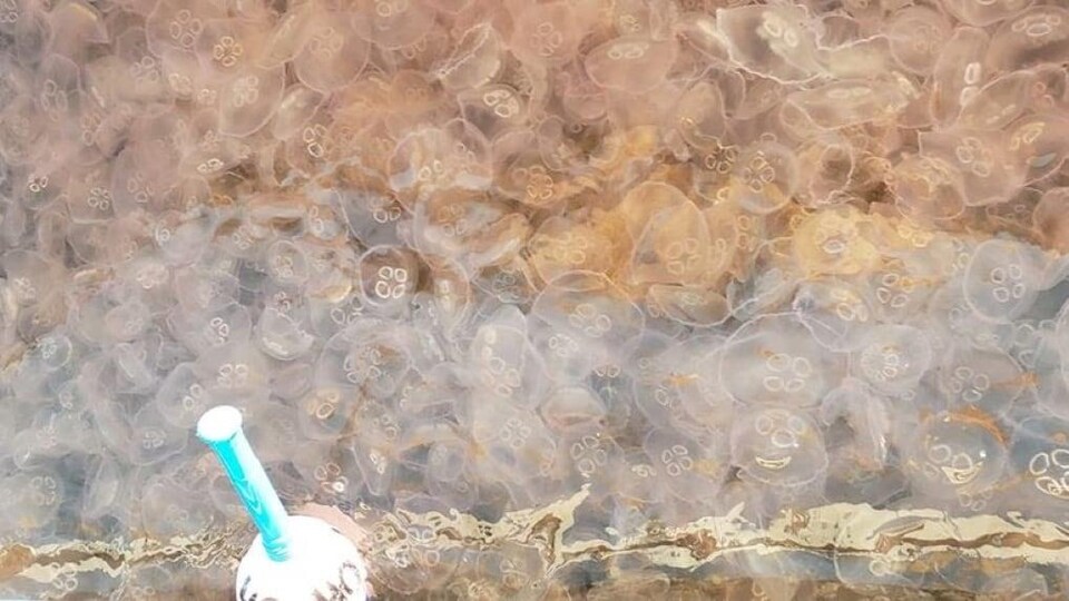 Des méduses lunes sont agglutinées par centaines dans l'eau.