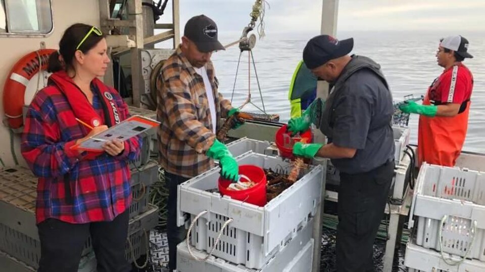 Crayon à la main, Megan Bailey supervise des gens qui trient du homard sur un bateau.