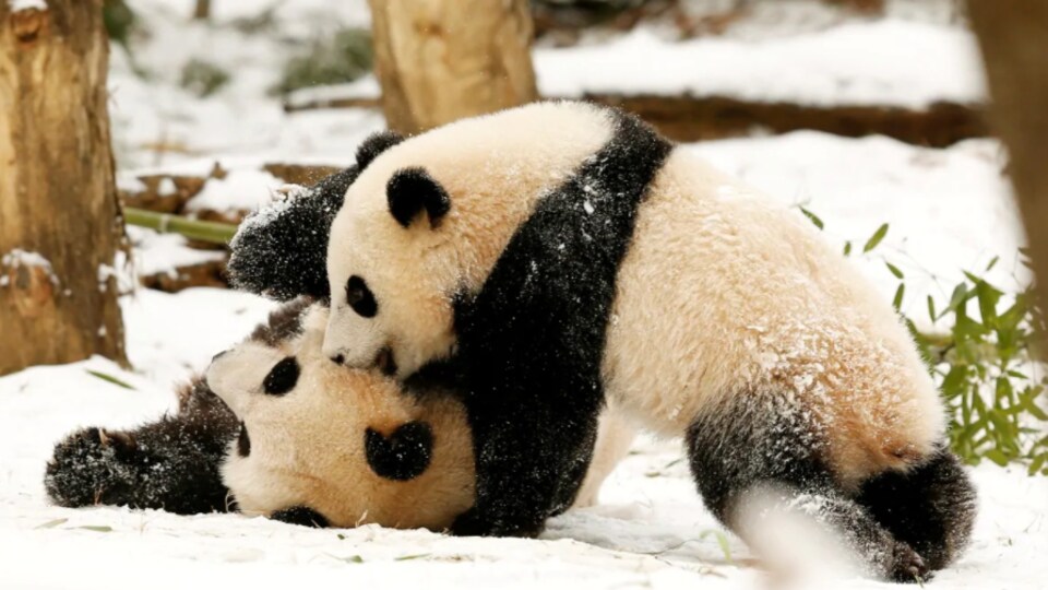 La Naissance En Direct D Un Panda Au Zoo De Washington Seme L Emoi En Ligne Radio Canada Ca