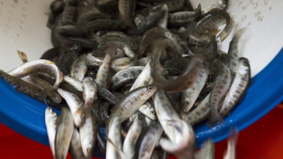 Le ministère des Forêts, de la Faune et des Parcs interdit  l'usage du poisson-appât mort pour la pêche estivale depuis le 1er avril 2017.
