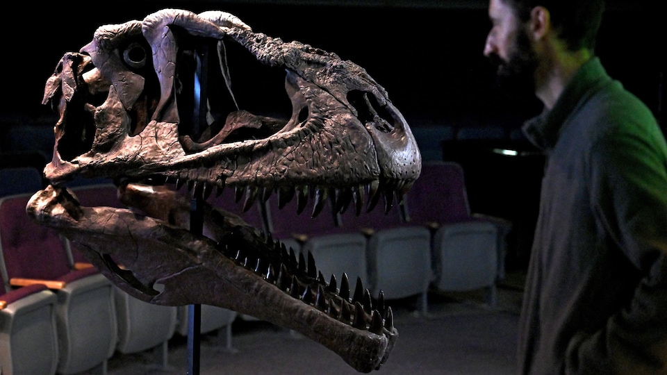 Un homme se tient devant un crâne fossilisé d'un Meraxes gigas qui a la bouche ouverte.