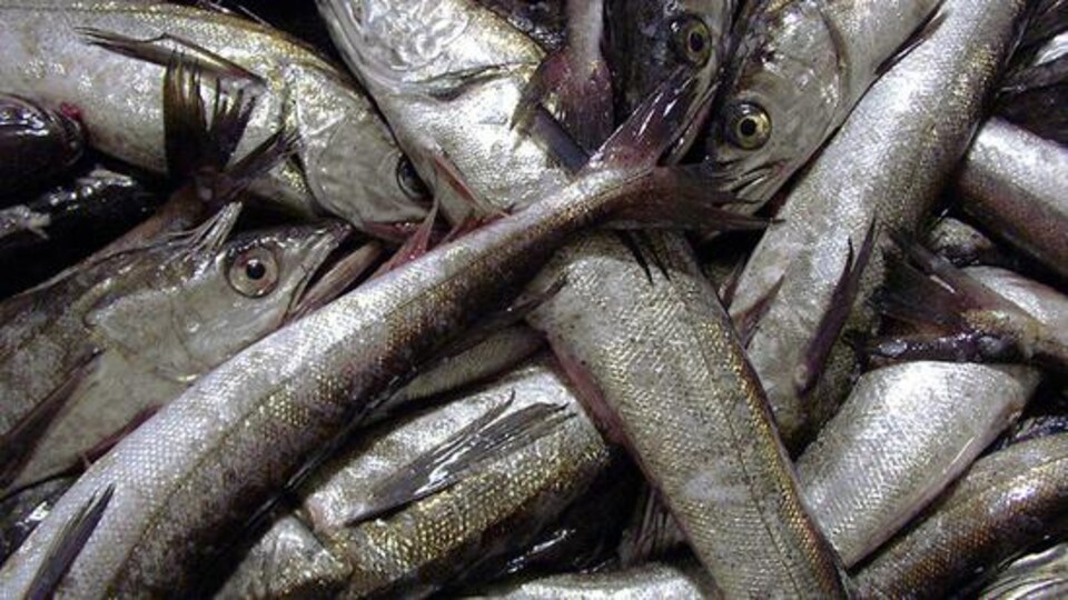 Une pile de merlus morts.