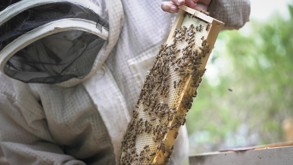 Une personne portant une combinaison d'apiculteur manipule un des cadres de sa ruche avec des centaines d'abeilles dessus.