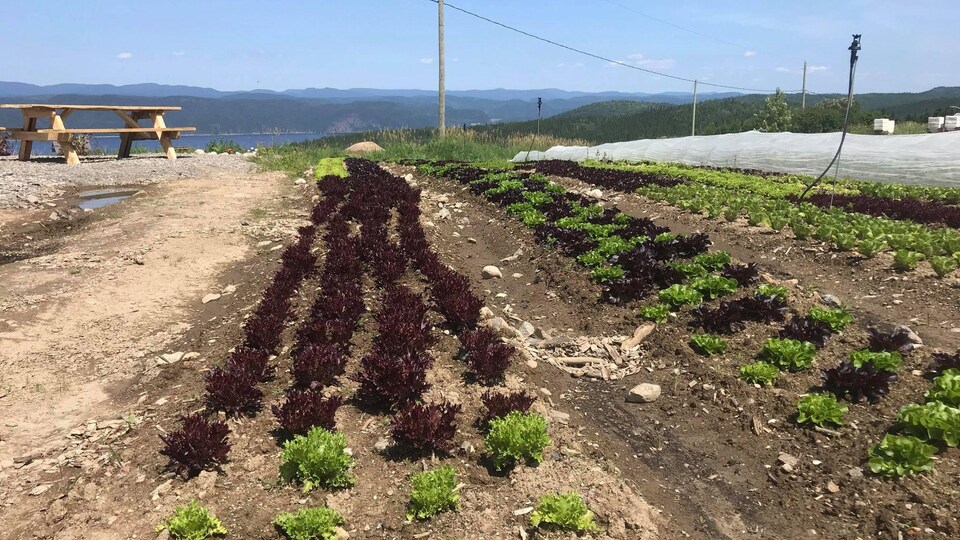 Une rangée de légumes.