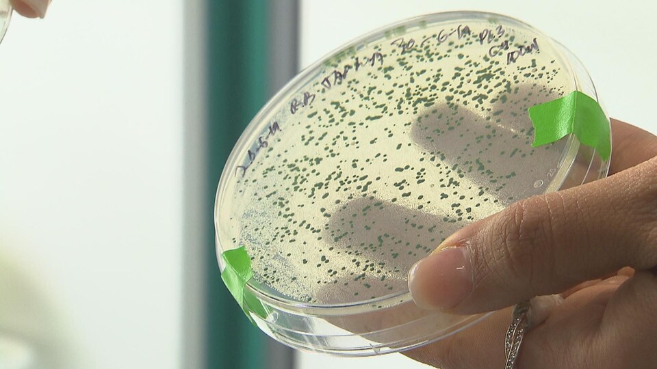Une personne montre un échantillon de microalgue dans un contenant transparent