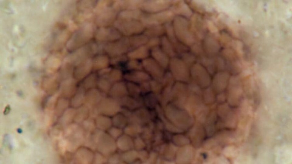 Gros plan sur le microfossile.