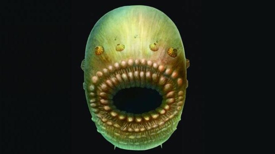 Représentation artistique du Saccorhytus