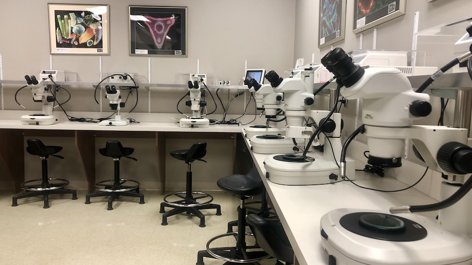 Des microscopes dans un laboratoire de l'UQTR