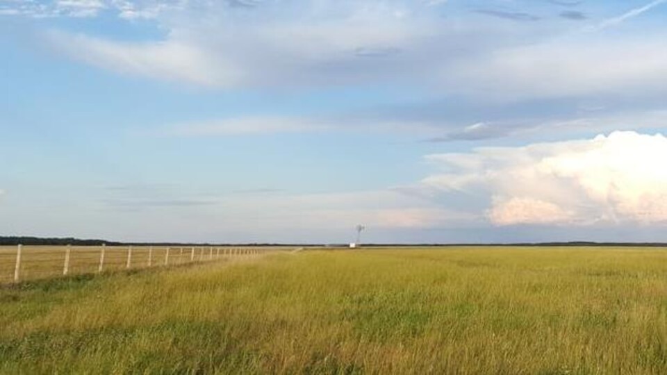un espace vert de prairie, en plein été, sur fond de ciel bleu au Manitoba