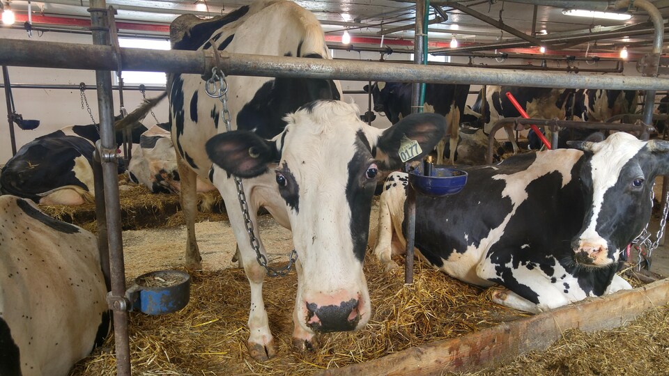 Des vaches dans une étable