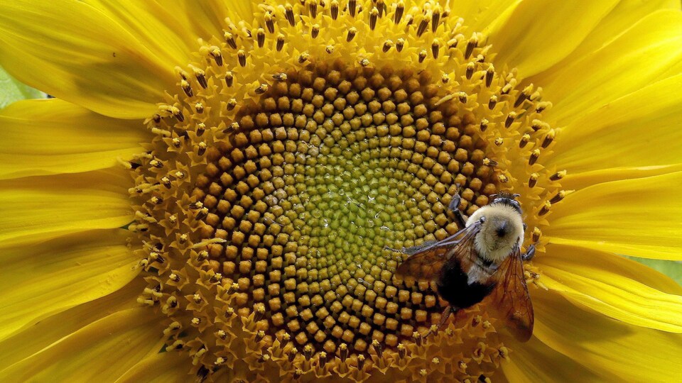 Gros plan sur un tournesol et une abeille