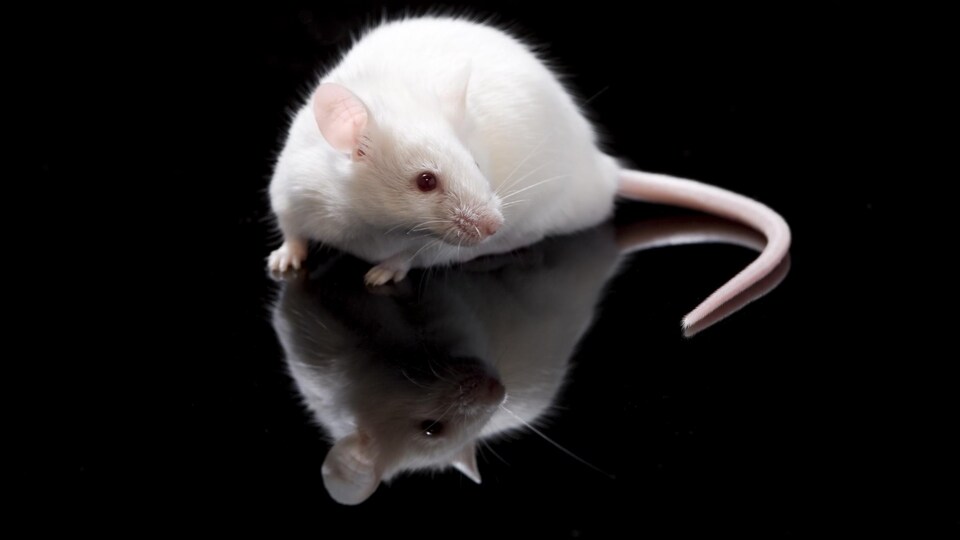 Une souris blanche