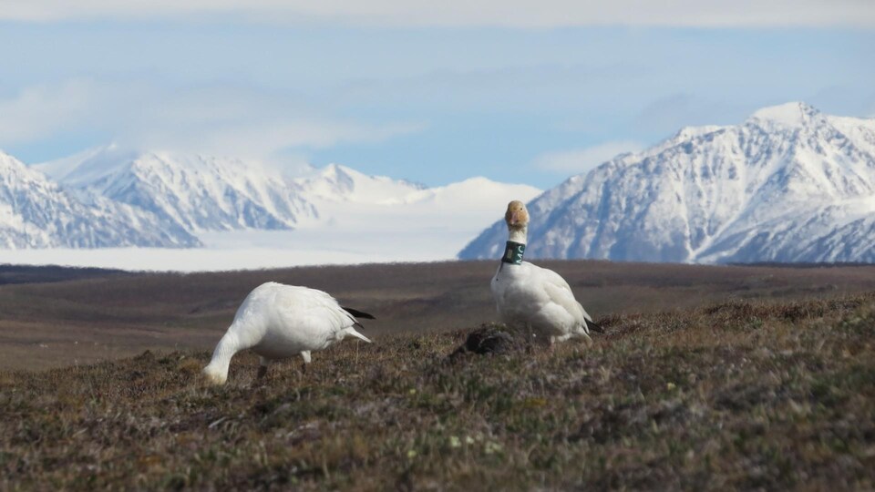 Deux oiseaux dans l'herbe avec au loin des montagnes enneigées