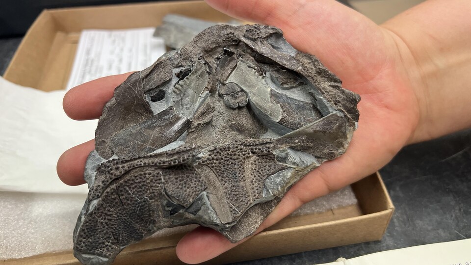 Un fossile dans une main.