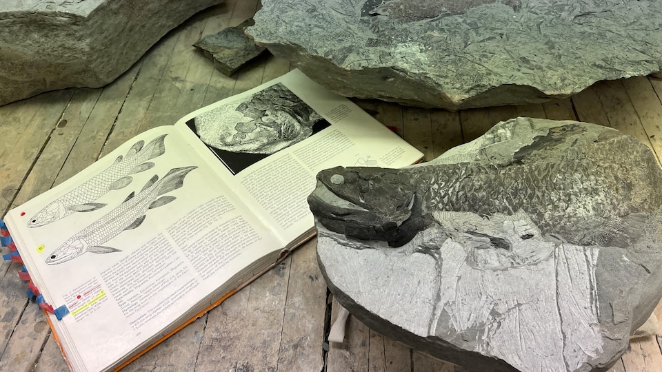 Des fossiles sur un table avec un livre sur les espèces de poissons qui fréquentaient les falaises de Miguasha, il y a 380 millions d'années.