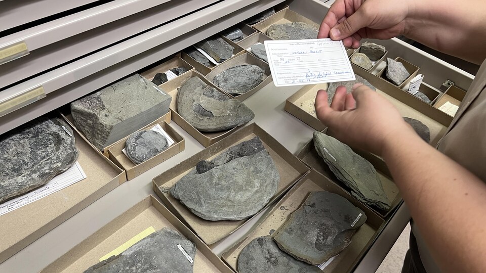 Un tiroir de rangement avec différents fossiles étalés dans des boîtes.
