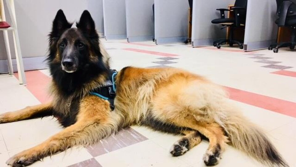 Milow, un berger belge de Tervueren, est âgé de 5 ans.