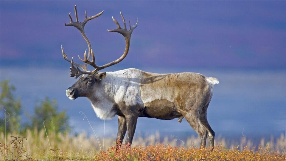 Un caribou au Canada.