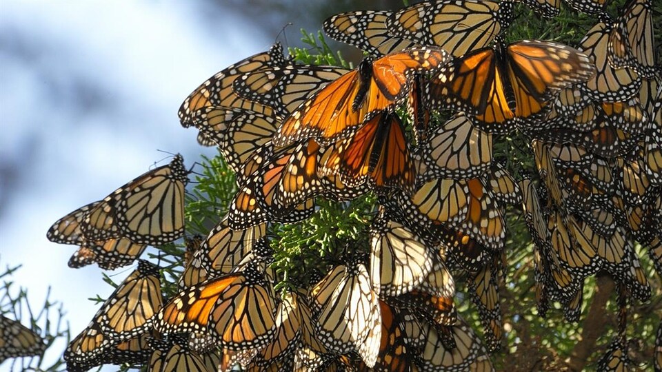 Une grappe de monarques suspendus sur un conifère.