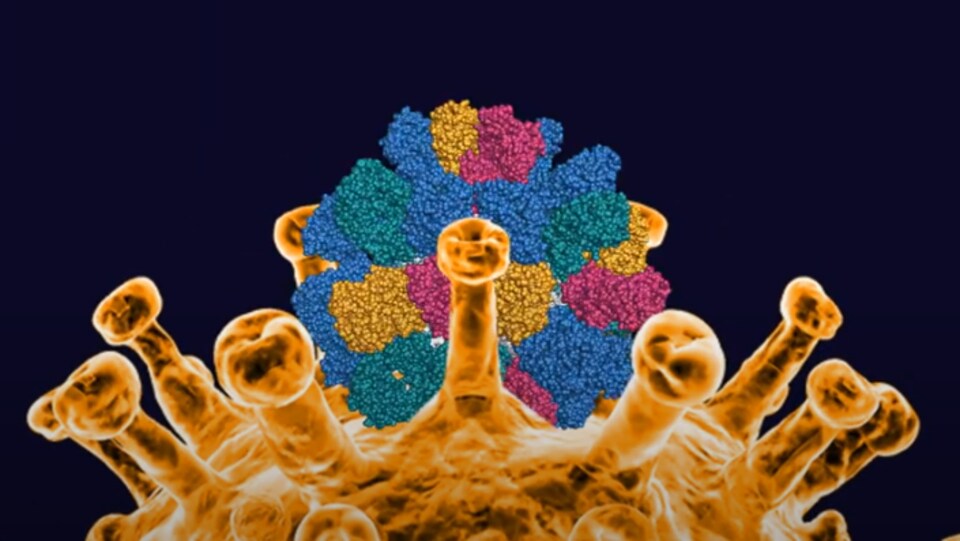 Une image d'une molécule sur le coronavirus.