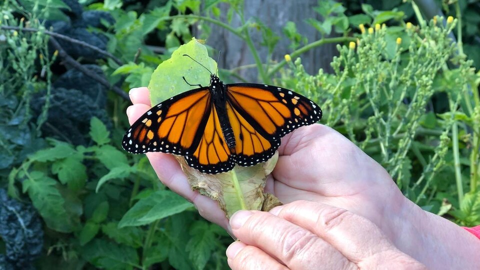 Le papillon est sur une feuille qui repose sur une main.