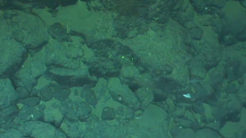 Un fond marin exploré le 27 juillet par des scientifiques de Pêches et Océans Canada