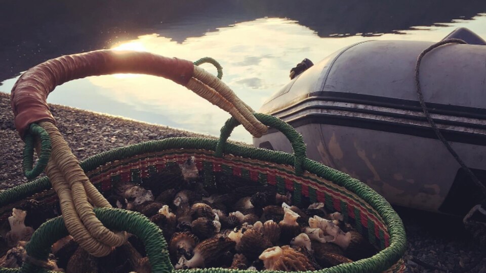 Des morilles dans un panier en osier, sur une plage avec un zodiac.