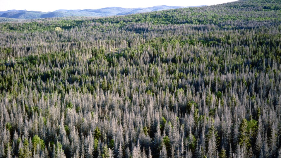 Une forêt contenant une multitude d'arbres morts