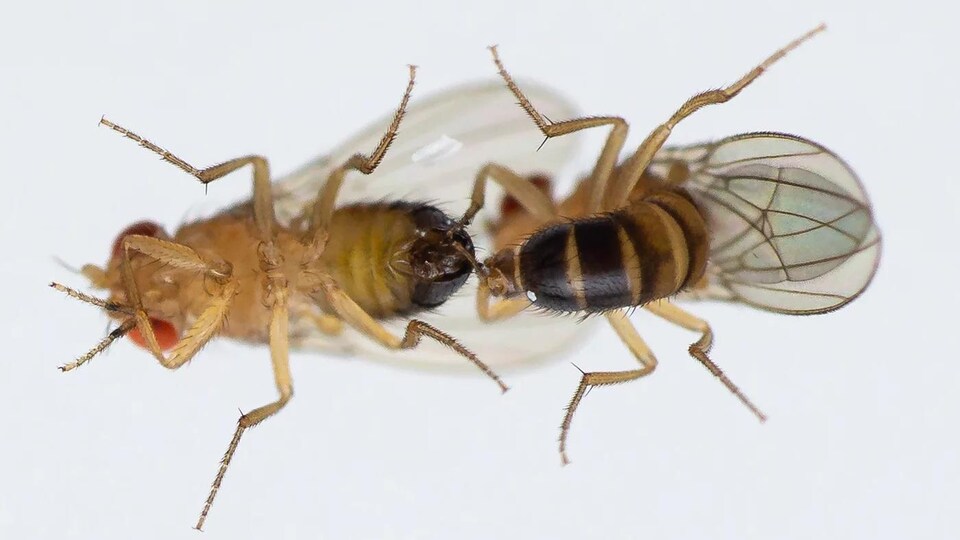 Deux mouches drosophiles mâles