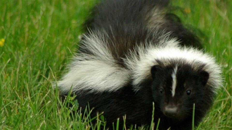 Une mouffette