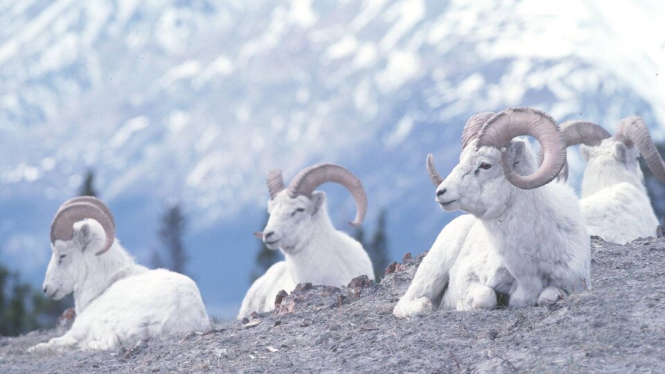 https://images.radio-canada.ca/q_auto,w_960/v1/ici-info/16x9/mouflon-dall-yukon-caribou.jpg
