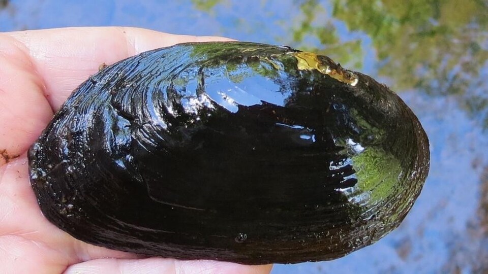 Une moule perlière d'eau douce.