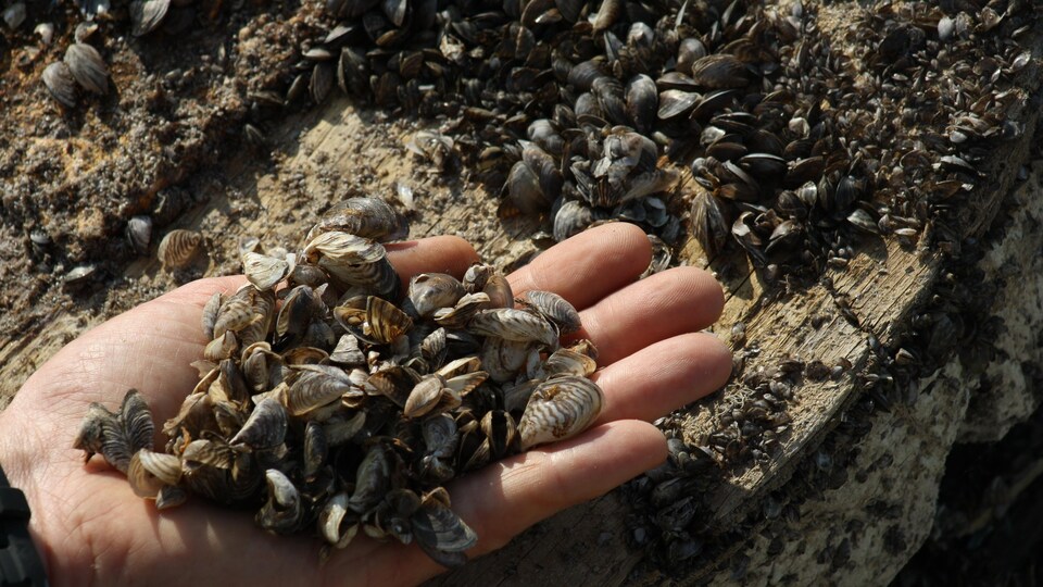 Des dizaines de moules zébrées dans une main.