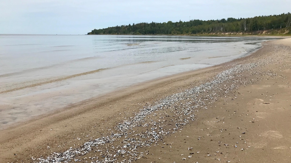 Des moules zébrées sont échouées sur une plage du Lac Winnipeg. 